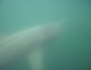 Basking Shark at 10 ft depth