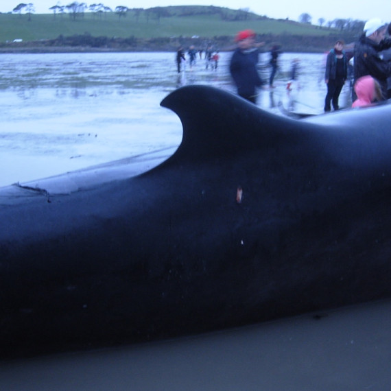 Fin whale beached.