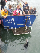 Gray Seal beside HARPY.