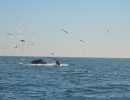 Humpback Whales_18