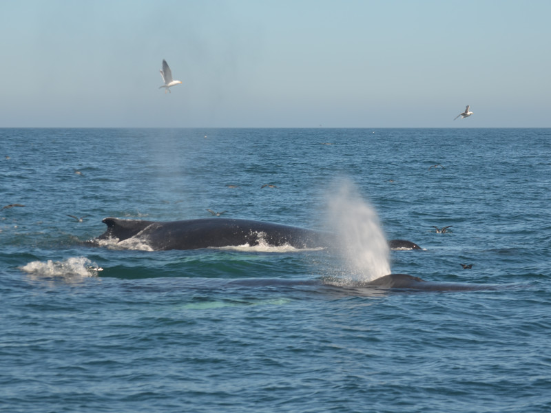 Humpback Whales_2