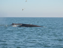 Humpback Whales_20