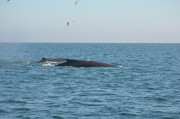 Humpback Whales_20