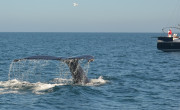 Humpback Whales_26