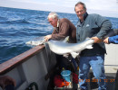 Blue Shark. Catch, tag and release.
