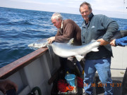 Blue Shark. Catch, tag and release.