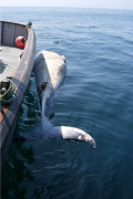 Minke whale alongside HARPY.