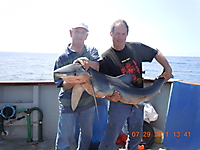 Blue Shark. Catch, tag & release.