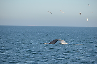Humpback Whales_11