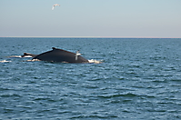 Humpback Whales_21