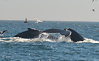 Humpback Whales_27