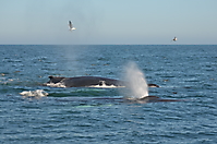 Humpback Whales_2