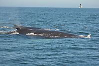 Humpback Whales_3