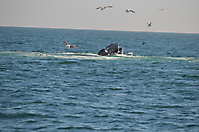 Humpback Whales_6