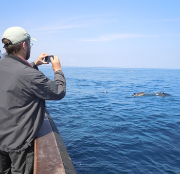 Filming Dolphins from HARPY